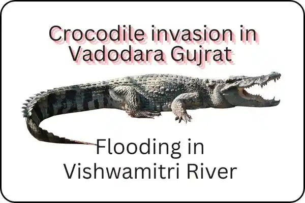 Torrential rain in Vadodara Gujrat resulted in over of the river that caused crocodiles invade in homes .