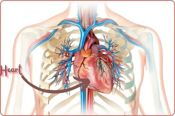 picture of human body with the heart ,an arrow shows the heart location 