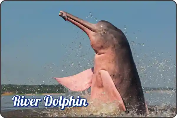 Indus river dolphin
