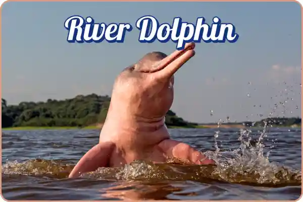indus river dolphins