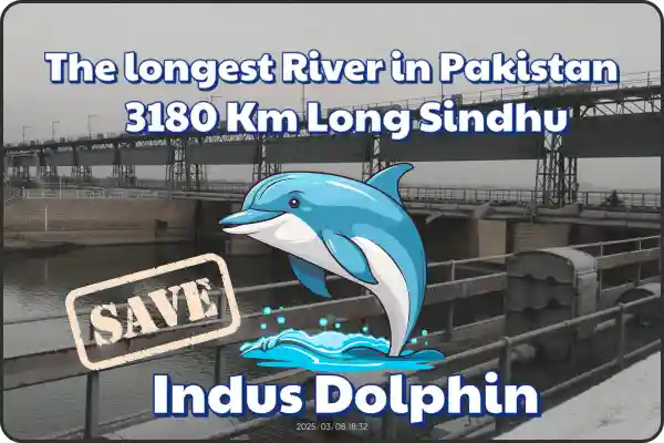 save indus dolphin