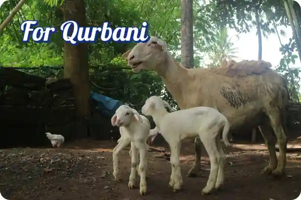 healthy goat